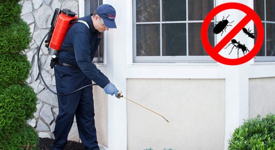 Yalova Uçan Haşere İlaçlama böcek ilaçlama ve haşere kontrolü — ilaclama-tr.com